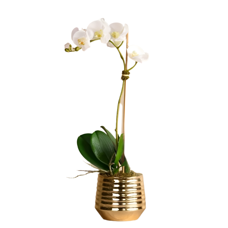 Sphinx Orchid Arrangement