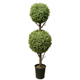 Boxwood 2 Ball