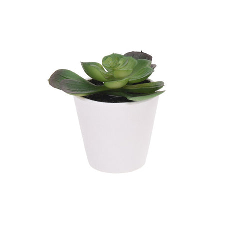 Miniature Plant in White Pot