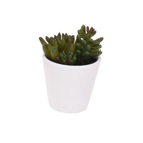 Miniature Plant in White Pot