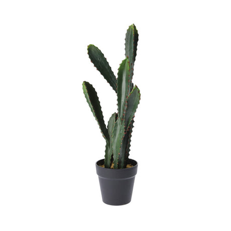 Cactus in Pot 56cm