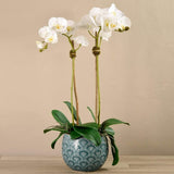 Tropical Orchid Arrangement (Set of 2)