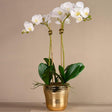 Artificial Orchid Arrangement