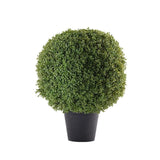 Boxwood Ball