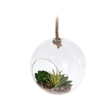 Plant in Glass Pot