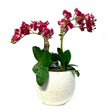 Pink Orchid Arrangement In White Ceramic Vase