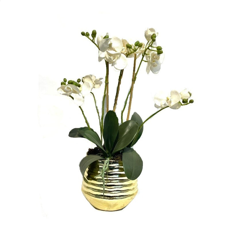 White Orchid Arrangement in Gold Vase