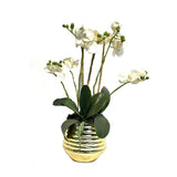 White Orchid Arrangement in Gold Vase