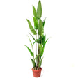 Artificial Strelitzia Tree in Pot 180CM