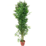 Bamboo Tree in Pot 200cm