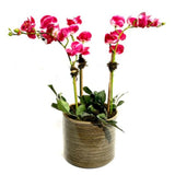 Pink Orchid Arrangement