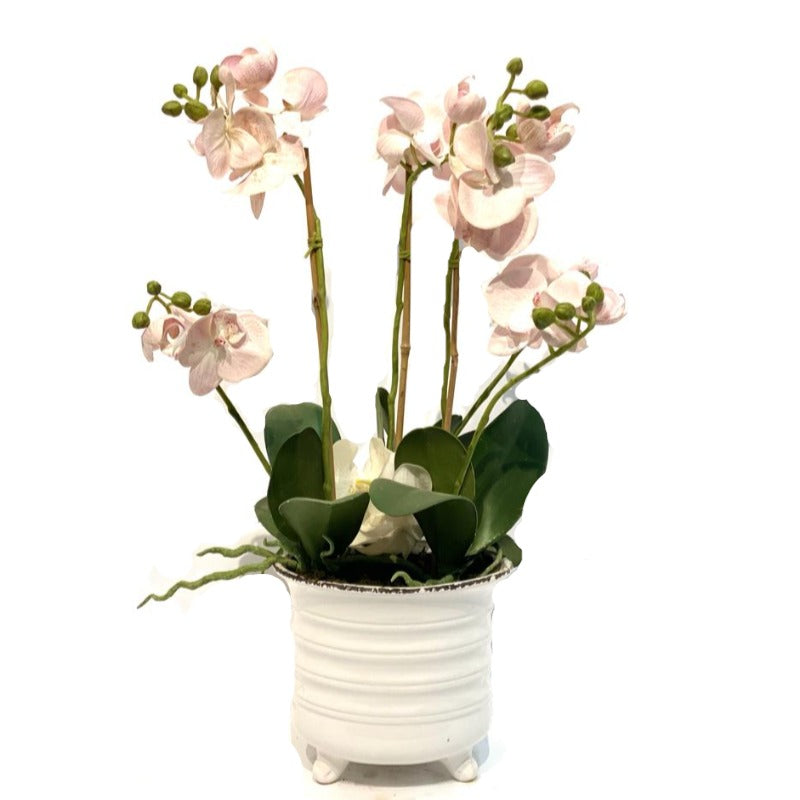 Pink Orchid Arrangement