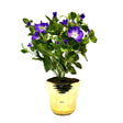 Petunia in Gold Ceramic Pot