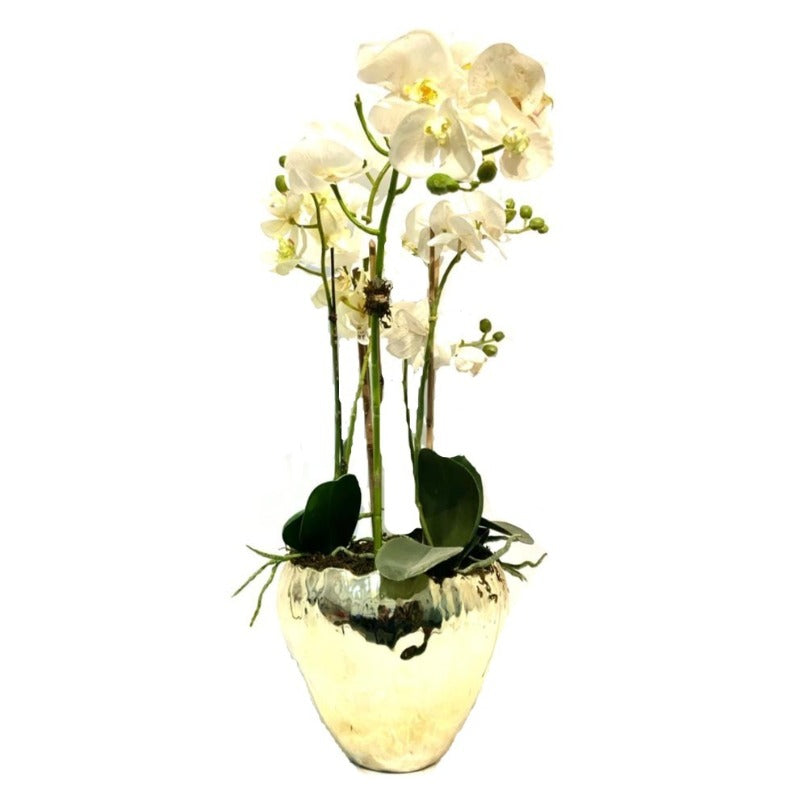 White Orchid Arrangement