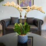 White Orchid Arrangement