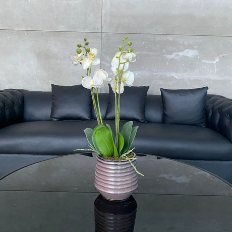 White Orchid Arrangement in Vintage Pot