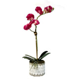 Pink Orchid Arrangement