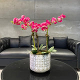 Pink Orchid Arrangement