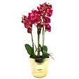 Pink Orchid Arrangement in Gold Vase