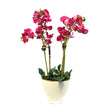 Pink Orchid Arrangement in White Vase