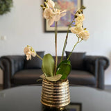 White Orchid Arrangement in Gold Pot