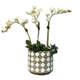 White Orchid Arrangement