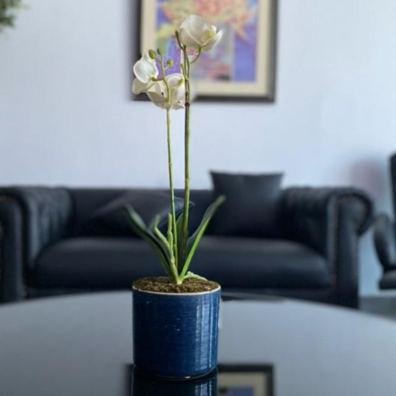 Placid Orchid Arrangement