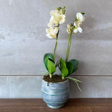 White Orchid Arrangement in Grey Pot