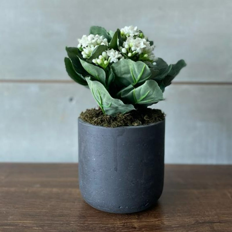 White Kalanchoe in Grey Cement Pot