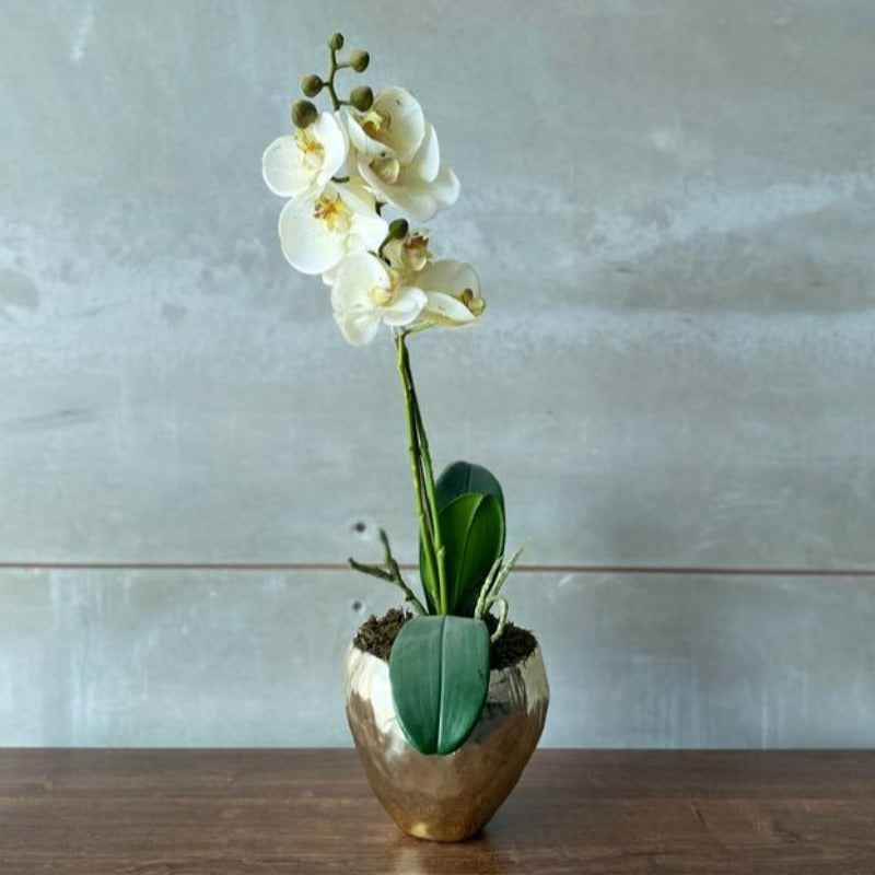 White Orchid Arrangement in Gold Vase