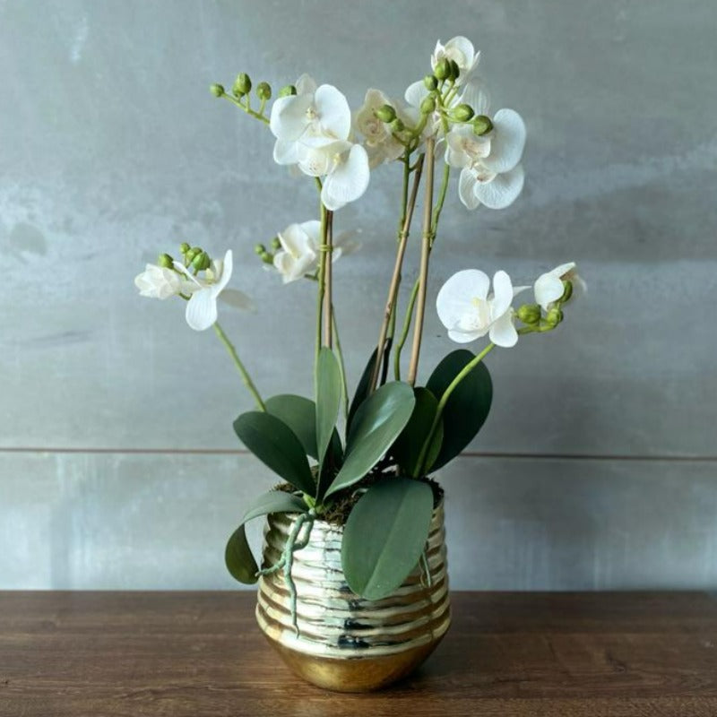 White Orchid Arrangement in Gold Vase