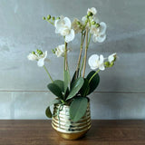 White Orchid Arrangement in Gold Vase