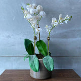 White Orchid Arrangement