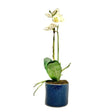 Placid Orchid Arrangement Blue